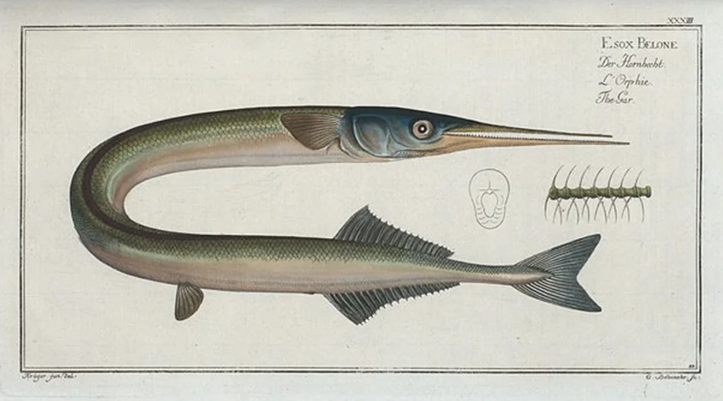 An illustration from Allgemeine Naturgeschichte der Fische. French = Ichtylogie, ou Histoire naturelle : generale et particuliere des poissons, 1785, leaf 35