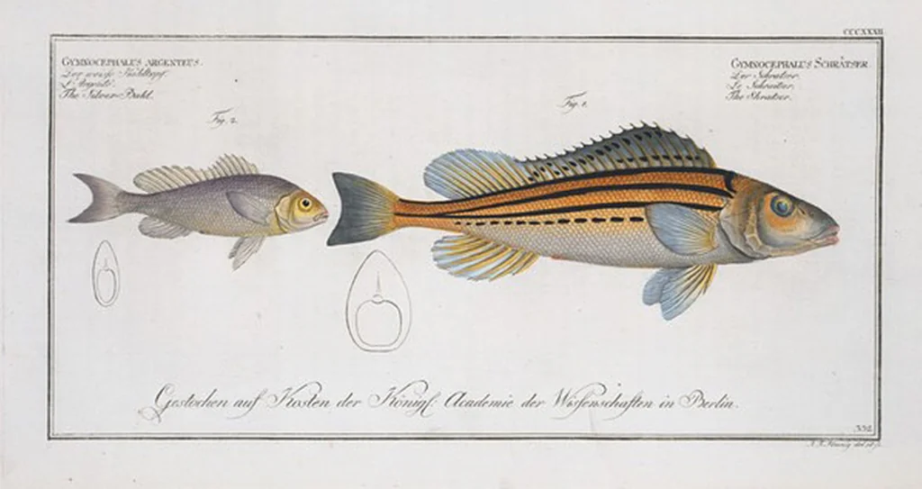 An illustration from Allgemeine Naturgeschichte der Fische. French = Ichtylogie, ou Histoire naturelle : generale et particuliere des poissons, 1785, leaf 352