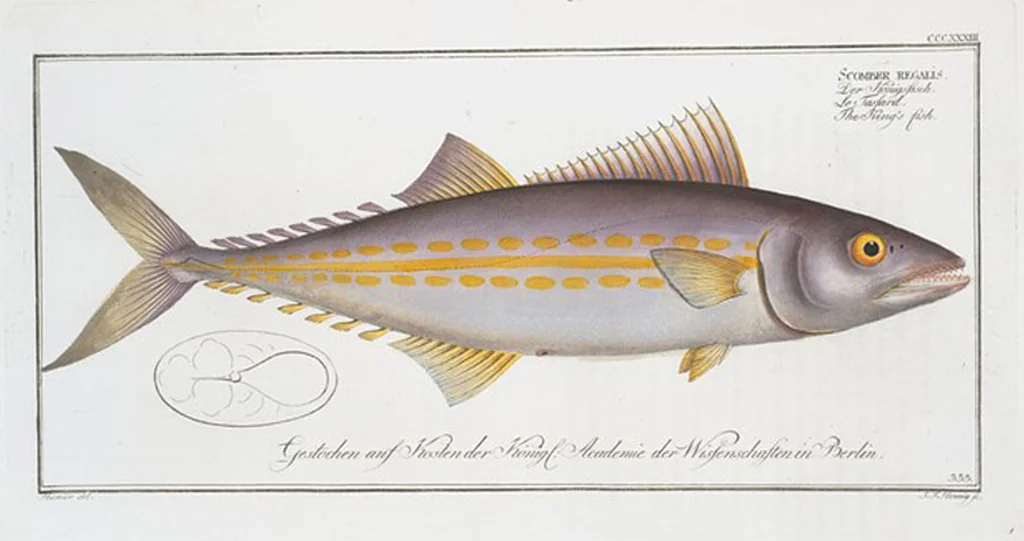 An illustration from Allgemeine Naturgeschichte der Fische. French = Ichtylogie, ou Histoire naturelle : generale et particuliere des poissons, 1785, leaf 353