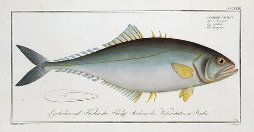 An illustration from Allgemeine Naturgeschichte der Fische. French = Ichtylogie, ou Histoire naturelle : generale et particuliere des poissons, 1785, leaf 356