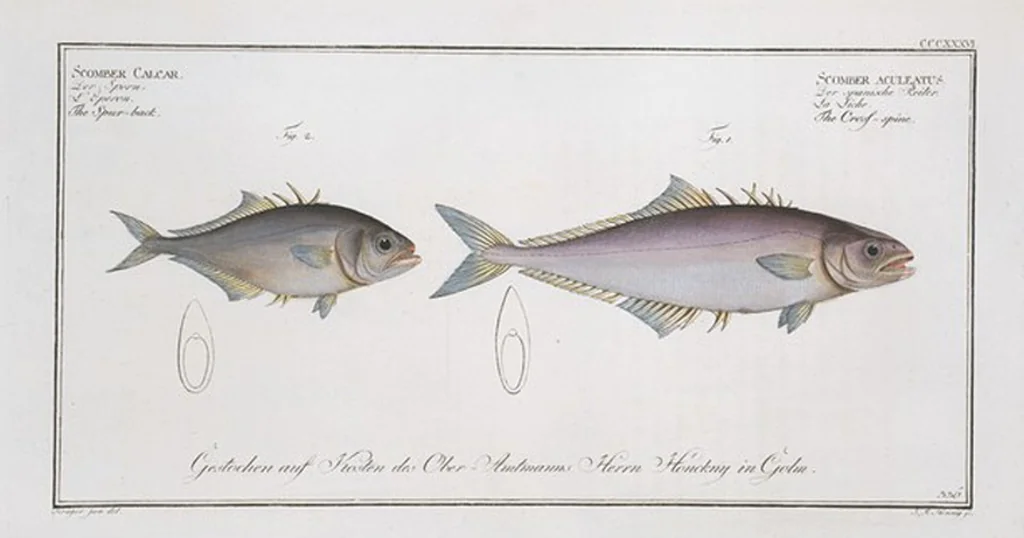 An illustration from Allgemeine Naturgeschichte der Fische. French = Ichtylogie, ou Histoire naturelle : generale et particuliere des poissons, 1785, leaf 357