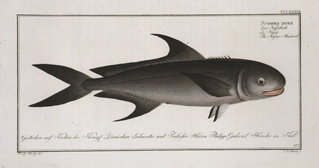 An illustration from Allgemeine Naturgeschichte der Fische. French = Ichtylogie, ou Histoire naturelle : generale et particuliere des poissons, 1785, leaf 358