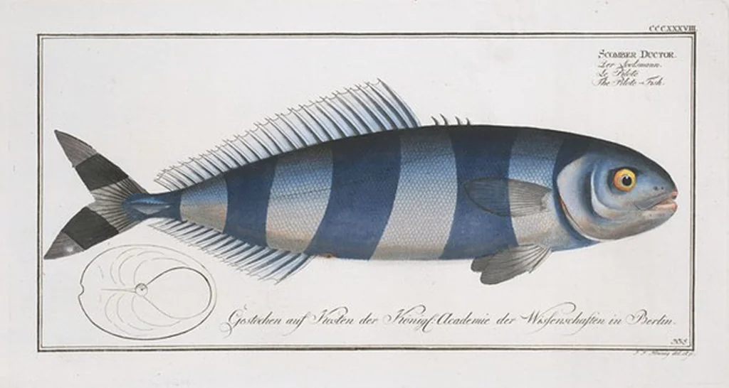 An illustration from Allgemeine Naturgeschichte der Fische. French = Ichtylogie, ou Histoire naturelle : generale et particuliere des poissons, 1785, leaf 359