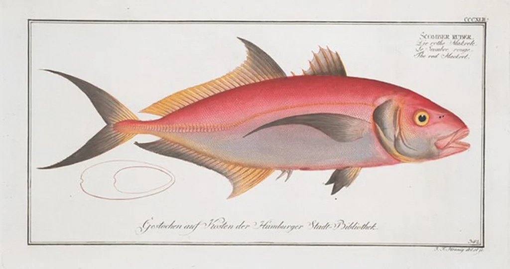 An illustration from Allgemeine Naturgeschichte der Fische. French = Ichtylogie, ou Histoire naturelle : generale et particuliere des poissons, 1785, leaf 363