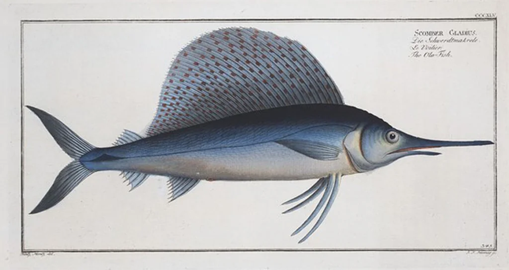 An illustration from Allgemeine Naturgeschichte der Fische. French = Ichtylogie, ou Histoire naturelle : generale et particuliere des poissons, 1785, leaf 366