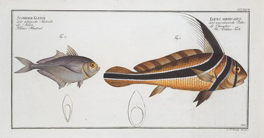 An illustration from Allgemeine Naturgeschichte der Fische. French = Ichtylogie, ou Histoire naturelle : generale et particuliere des poissons, 1785, leaf 367
