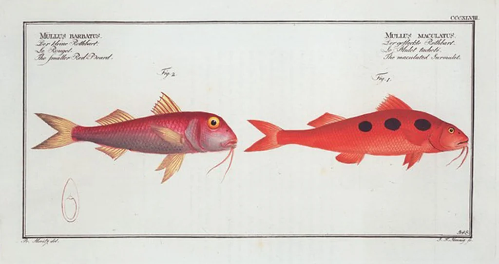 An illustration from Allgemeine Naturgeschichte der Fische. French = Ichtylogie, ou Histoire naturelle : generale et particuliere des poissons, 1785, leaf 368