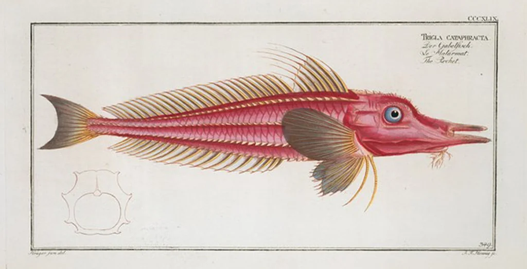 An illustration from Allgemeine Naturgeschichte der Fische. French = Ichtylogie, ou Histoire naturelle : generale et particuliere des poissons, 1785, leaf 369