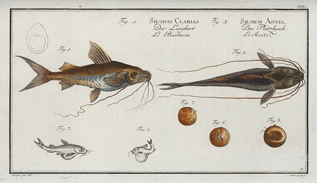 An illustration from Allgemeine Naturgeschichte der Fische. French = Ichtylogie, ou Histoire naturelle : generale et particuliere des poissons, 1785, leaf 37