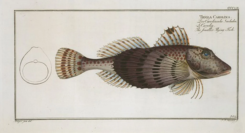 An illustration from Allgemeine Naturgeschichte der Fische. French = Ichtylogie, ou Histoire naturelle : generale et particuliere des poissons, 1785, leaf 372