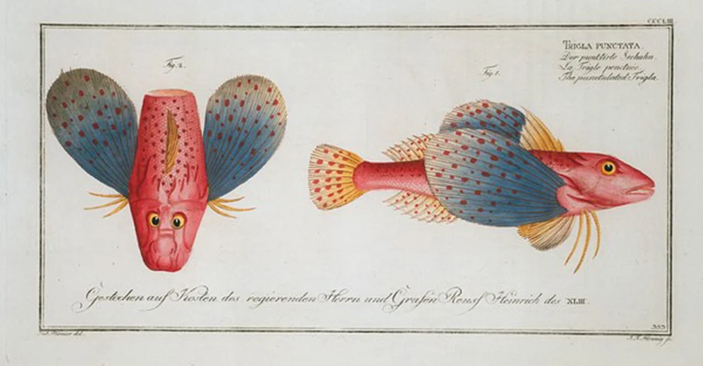 An illustration from Allgemeine Naturgeschichte der Fische. French = Ichtylogie, ou Histoire naturelle : generale et particuliere des poissons, 1785, leaf 373