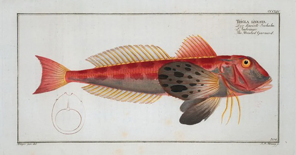An illustration from Allgemeine Naturgeschichte der Fische. French = Ichtylogie, ou Histoire naturelle : generale et particuliere des poissons, 1785, leaf 374