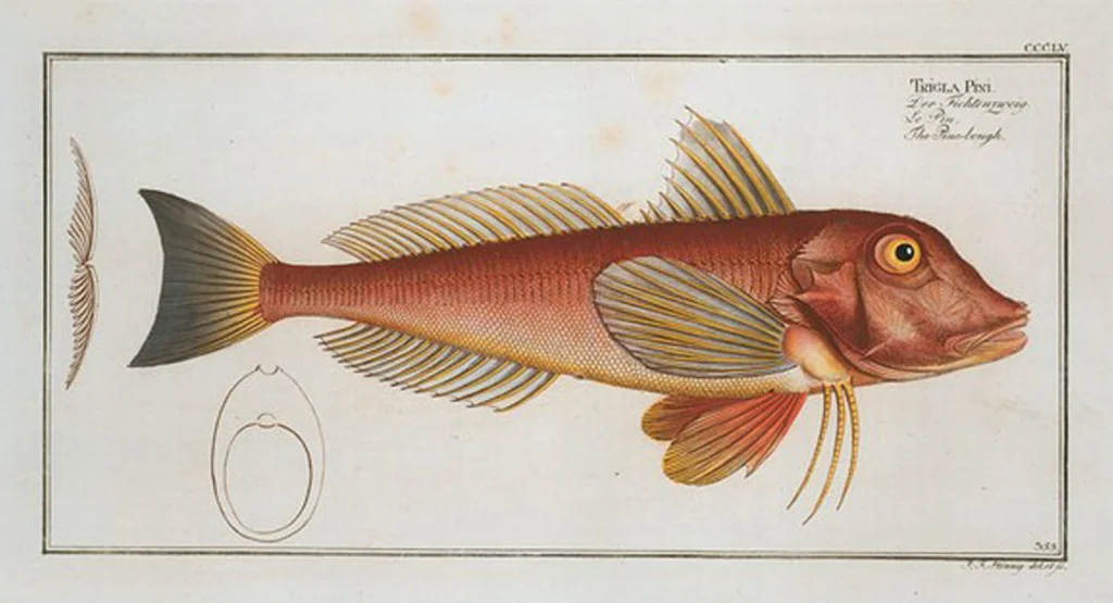 An illustration from Allgemeine Naturgeschichte der Fische. French = Ichtylogie, ou Histoire naturelle : generale et particuliere des poissons, 1785, leaf 375