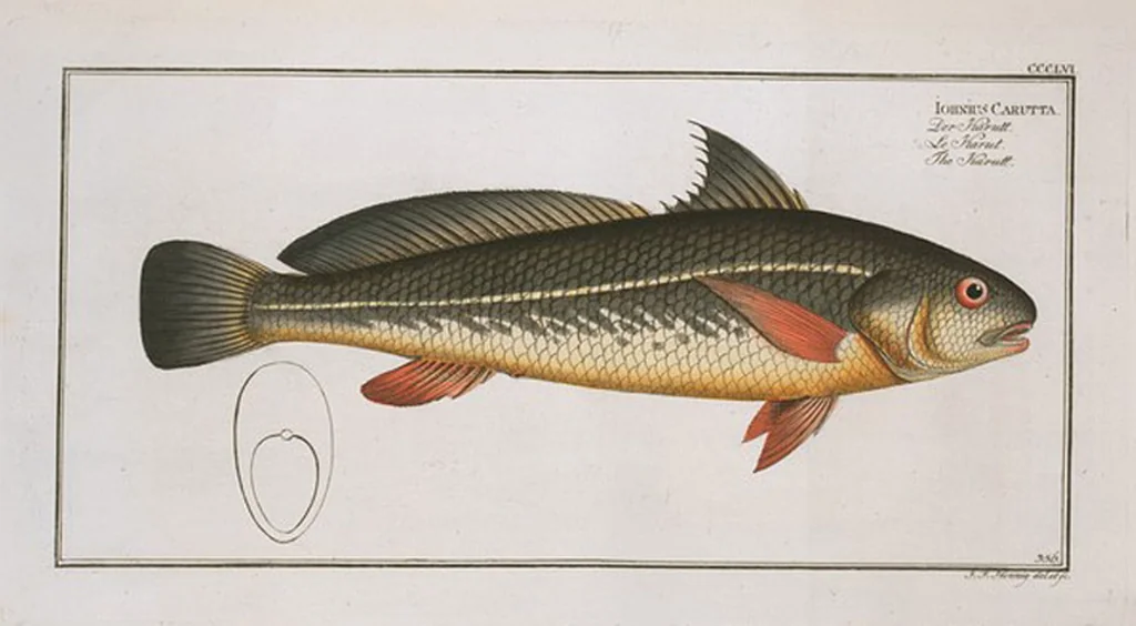 An illustration from Allgemeine Naturgeschichte der Fische. French = Ichtylogie, ou Histoire naturelle : generale et particuliere des poissons, 1785, leaf 376