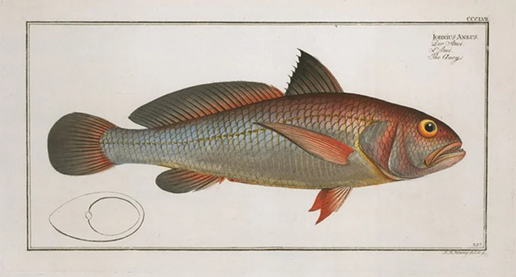 An illustration from Allgemeine Naturgeschichte der Fische. French = Ichtylogie, ou Histoire naturelle : generale et particuliere des poissons, 1785, leaf 377