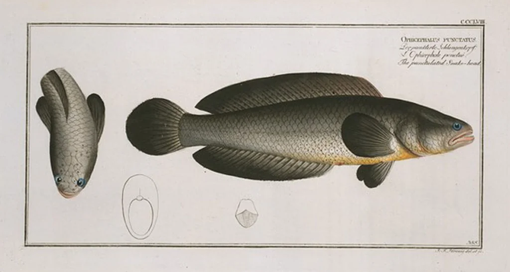 An illustration from Allgemeine Naturgeschichte der Fische. French = Ichtylogie, ou Histoire naturelle : generale et particuliere des poissons, 1785, leaf 378
