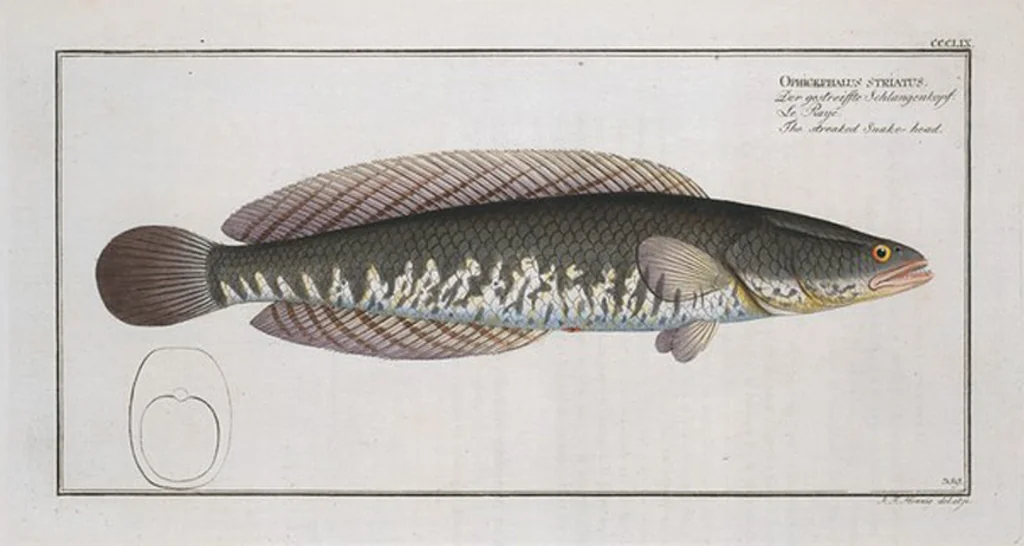 An illustration from Allgemeine Naturgeschichte der Fische. French = Ichtylogie, ou Histoire naturelle : generale et particuliere des poissons, 1785, leaf 379