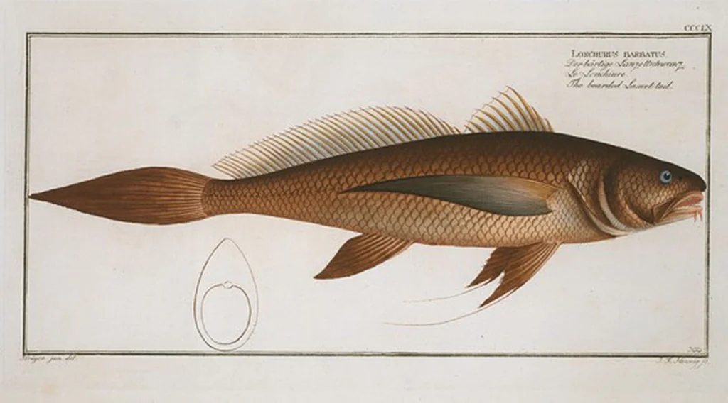 An illustration from Allgemeine Naturgeschichte der Fische. French = Ichtylogie, ou Histoire naturelle : generale et particuliere des poissons, 1785, leaf 380
