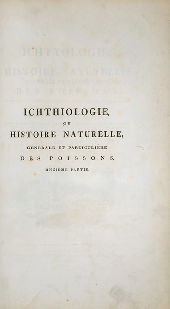 An illustration from Allgemeine Naturgeschichte der Fische. French = Ichtylogie, ou Histoire naturelle : generale et particuliere des poissons, 1785, leaf 381