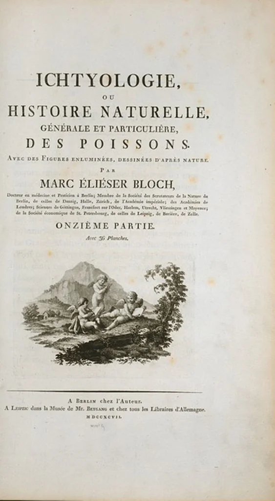 An illustration from Allgemeine Naturgeschichte der Fische. French = Ichtylogie, ou Histoire naturelle : generale et particuliere des poissons, 1785, leaf 382