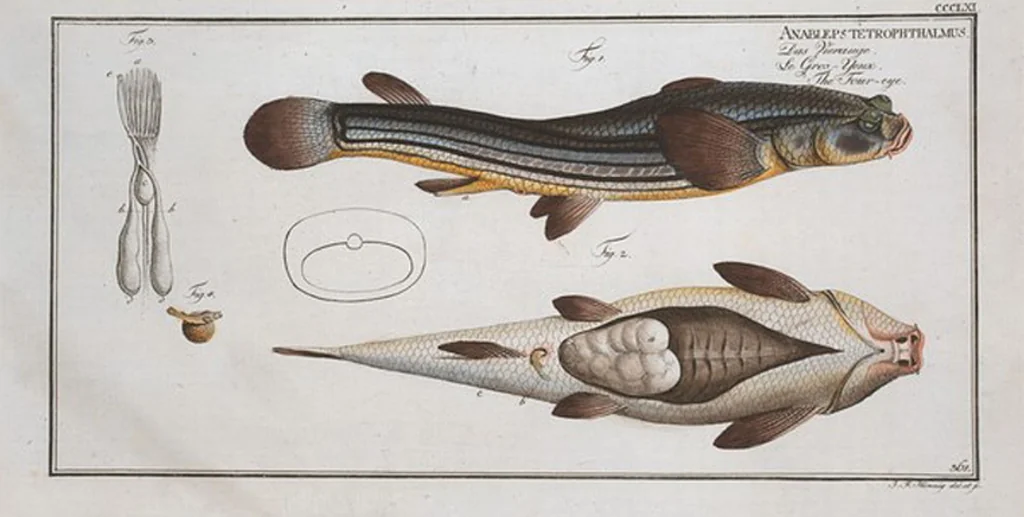 An illustration from Allgemeine Naturgeschichte der Fische. French = Ichtylogie, ou Histoire naturelle : generale et particuliere des poissons, 1785, leaf 383