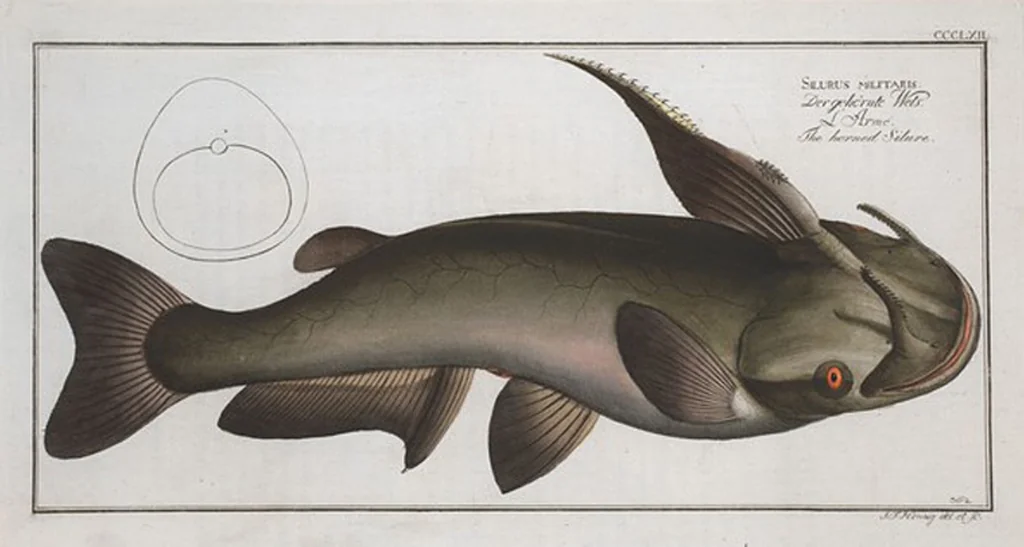 An illustration from Allgemeine Naturgeschichte der Fische. French = Ichtylogie, ou Histoire naturelle : generale et particuliere des poissons, 1785, leaf 384