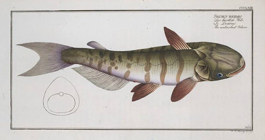 An illustration from Allgemeine Naturgeschichte der Fische. French = Ichtylogie, ou Histoire naturelle : generale et particuliere des poissons, 1785, leaf 385