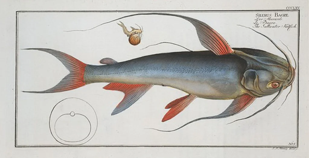 An illustration from Allgemeine Naturgeschichte der Fische. French = Ichtylogie, ou Histoire naturelle : generale et particuliere des poissons, 1785, leaf 387
