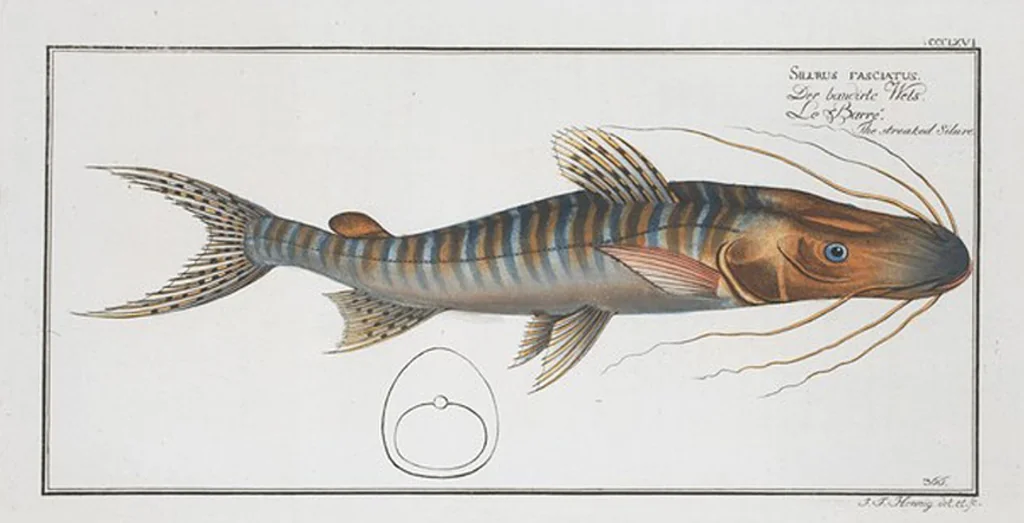 An illustration from Allgemeine Naturgeschichte der Fische. French = Ichtylogie, ou Histoire naturelle : generale et particuliere des poissons, 1785, leaf 388