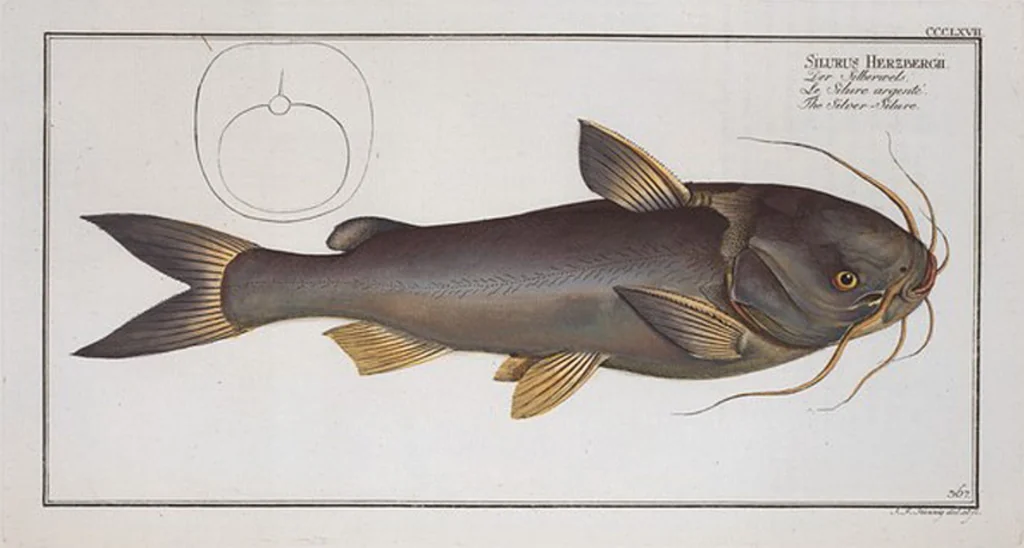 An illustration from Allgemeine Naturgeschichte der Fische. French = Ichtylogie, ou Histoire naturelle : generale et particuliere des poissons, 1785, leaf 389