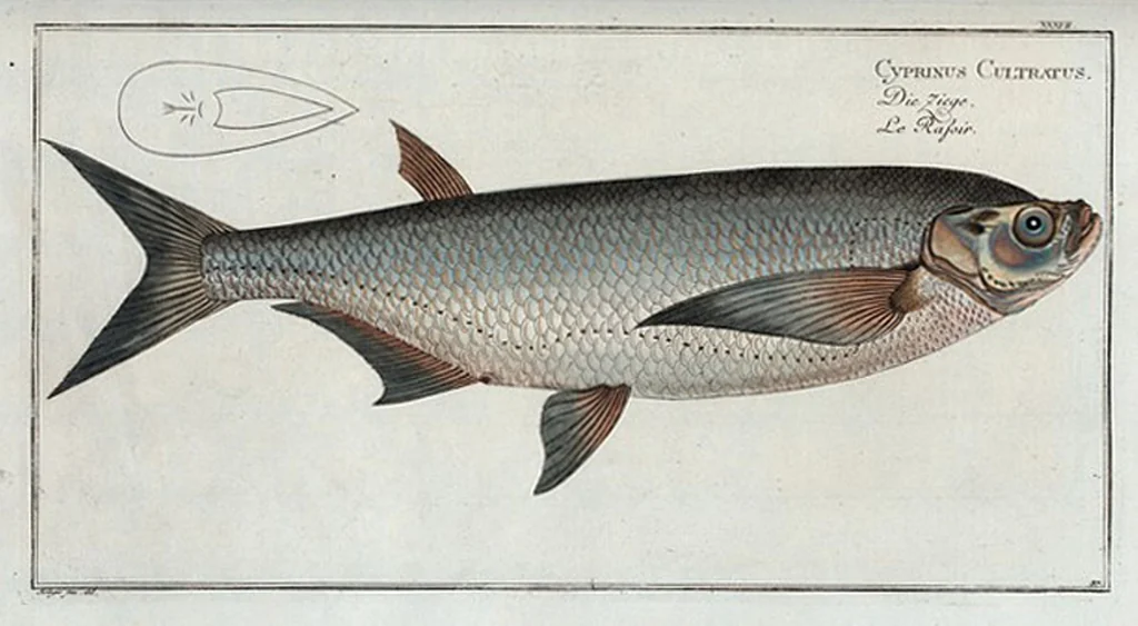 An illustration from Allgemeine Naturgeschichte der Fische. French = Ichtylogie, ou Histoire naturelle : generale et particuliere des poissons, 1785, leaf 39
