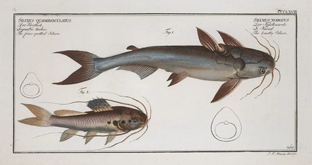 An illustration from Allgemeine Naturgeschichte der Fische. French = Ichtylogie, ou Histoire naturelle : generale et particuliere des poissons, 1785, leaf 390
