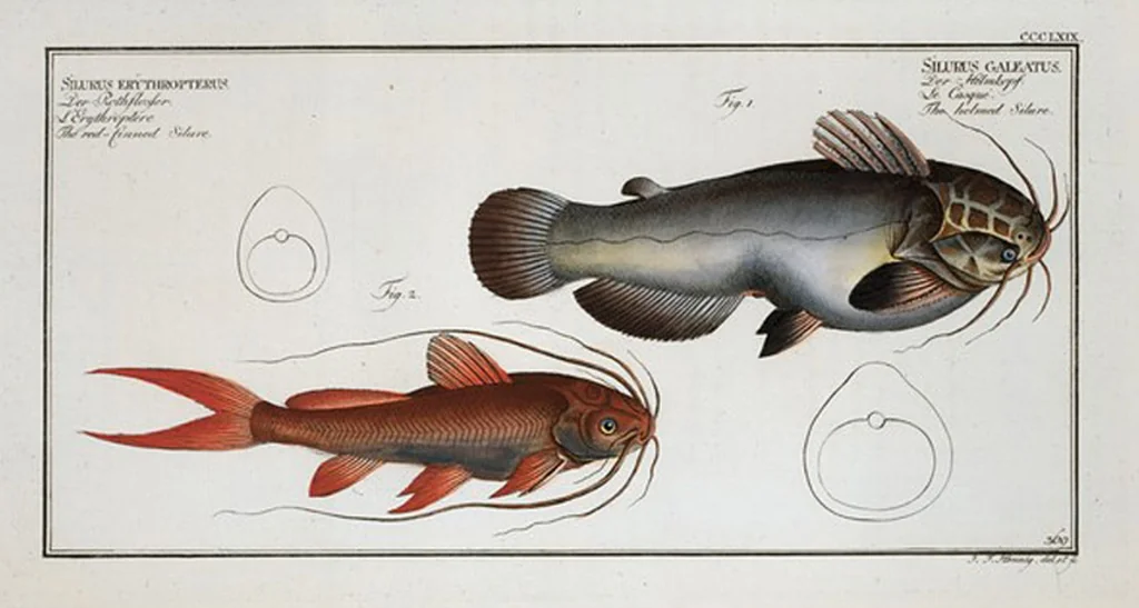 An illustration from Allgemeine Naturgeschichte der Fische. French = Ichtylogie, ou Histoire naturelle : generale et particuliere des poissons, 1785, leaf 391