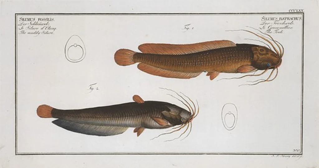 An illustration from Allgemeine Naturgeschichte der Fische. French = Ichtylogie, ou Histoire naturelle : generale et particuliere des poissons, 1785, leaf 392