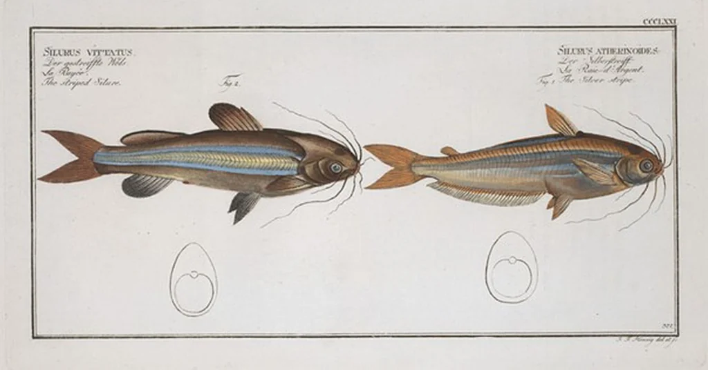 An illustration from Allgemeine Naturgeschichte der Fische. French = Ichtylogie, ou Histoire naturelle : generale et particuliere des poissons, 1785, leaf 393