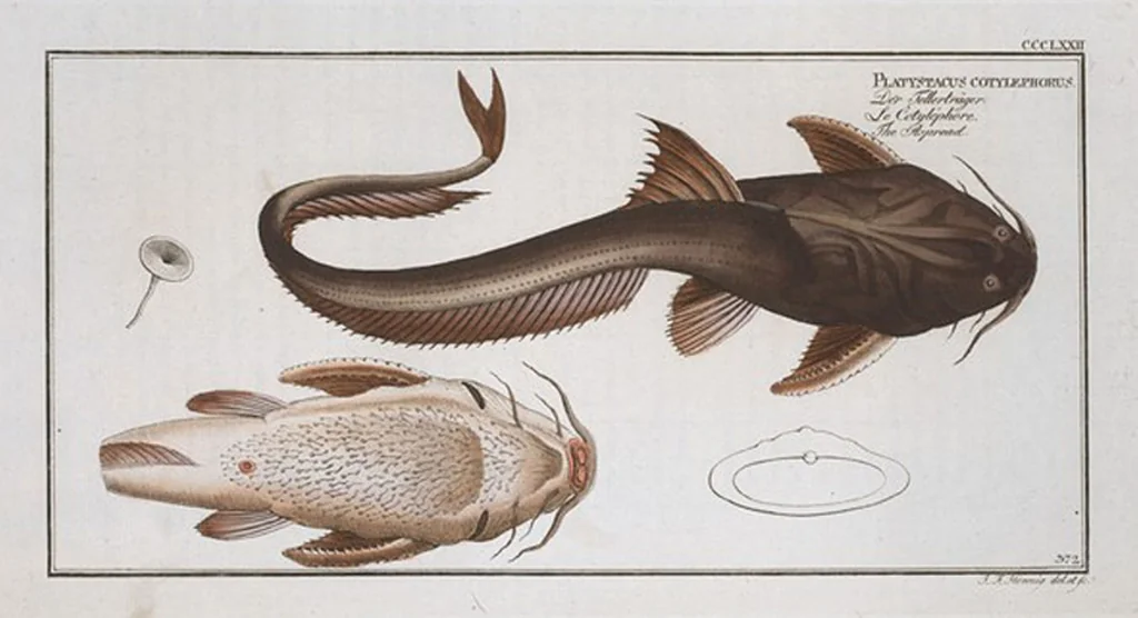 An illustration from Allgemeine Naturgeschichte der Fische. French = Ichtylogie, ou Histoire naturelle : generale et particuliere des poissons, 1785, leaf 394