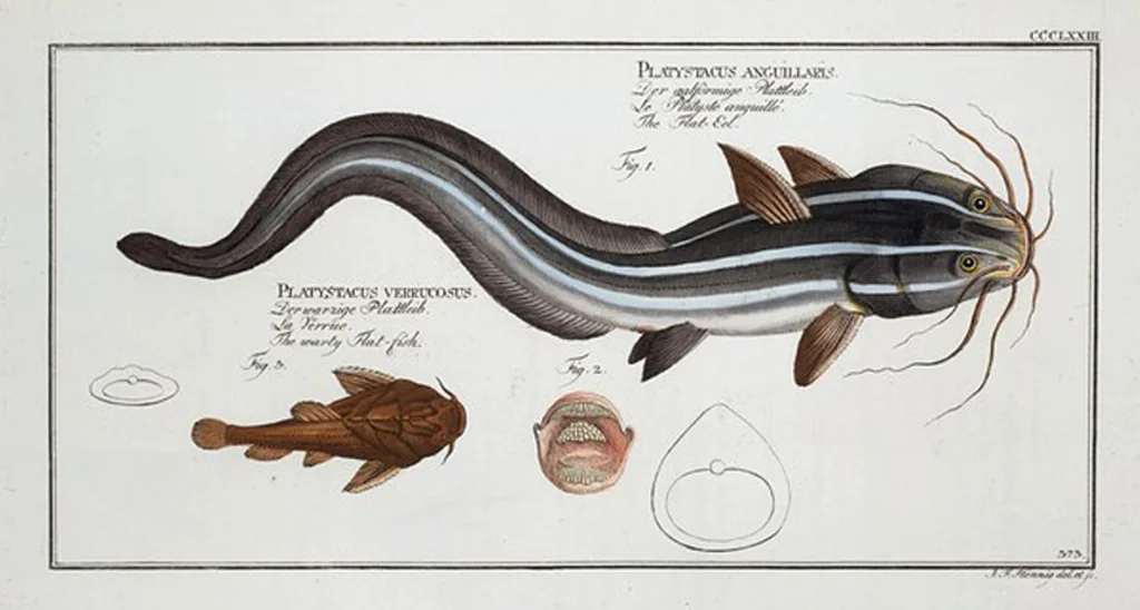 An illustration from Allgemeine Naturgeschichte der Fische. French = Ichtylogie, ou Histoire naturelle : generale et particuliere des poissons, 1785, leaf 395