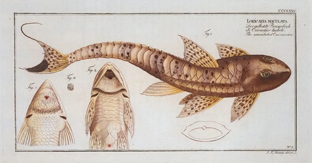 An illustration from Allgemeine Naturgeschichte der Fische. French = Ichtylogie, ou Histoire naturelle : generale et particuliere des poissons, 1785, leaf 397