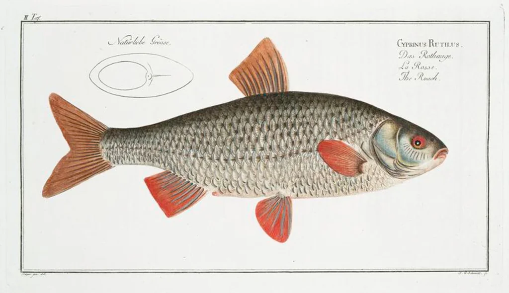 An illustration from Allgemeine Naturgeschichte der Fische. French = Ichtylogie, ou Histoire naturelle : generale et particuliere des poissons, 1785, leaf 4
