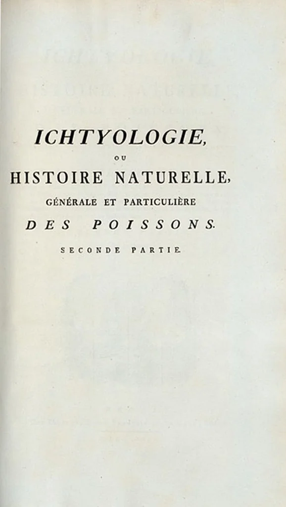 An illustration from Allgemeine Naturgeschichte der Fische. French = Ichtylogie, ou Histoire naturelle : generale et particuliere des poissons, 1785, leaf 40