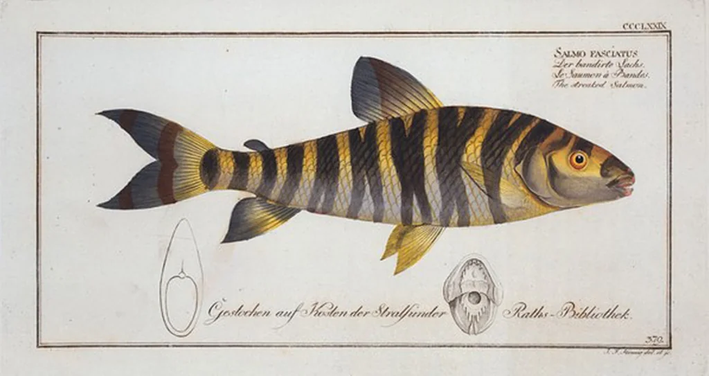 An illustration from Allgemeine Naturgeschichte der Fische. French = Ichtylogie, ou Histoire naturelle : generale et particuliere des poissons, 1785, leaf 401