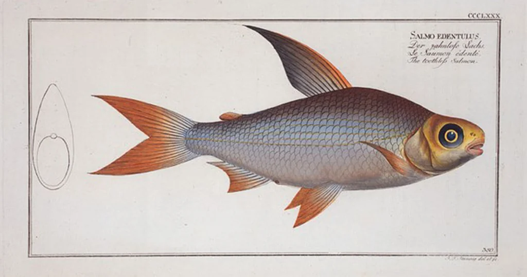 An illustration from Allgemeine Naturgeschichte der Fische. French = Ichtylogie, ou Histoire naturelle : generale et particuliere des poissons, 1785, leaf 402
