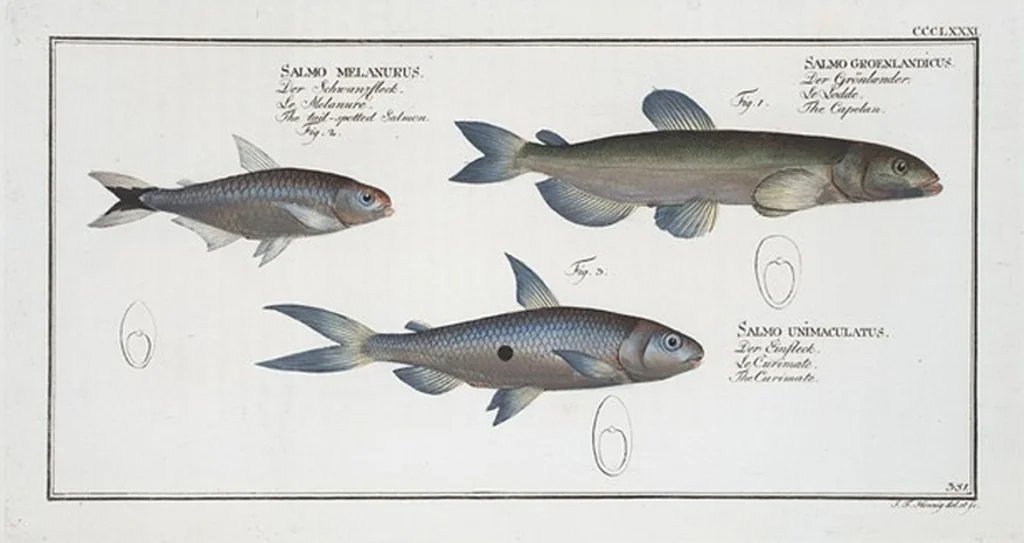 An illustration from Allgemeine Naturgeschichte der Fische. French = Ichtylogie, ou Histoire naturelle : generale et particuliere des poissons, 1785, leaf 403