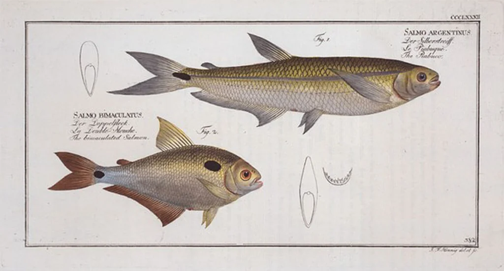 An illustration from Allgemeine Naturgeschichte der Fische. French = Ichtylogie, ou Histoire naturelle : generale et particuliere des poissons, 1785, leaf 404