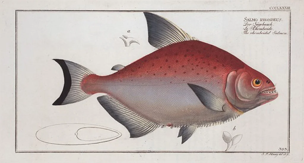 An illustration from Allgemeine Naturgeschichte der Fische. French = Ichtylogie, ou Histoire naturelle : generale et particuliere des poissons, 1785, leaf 405