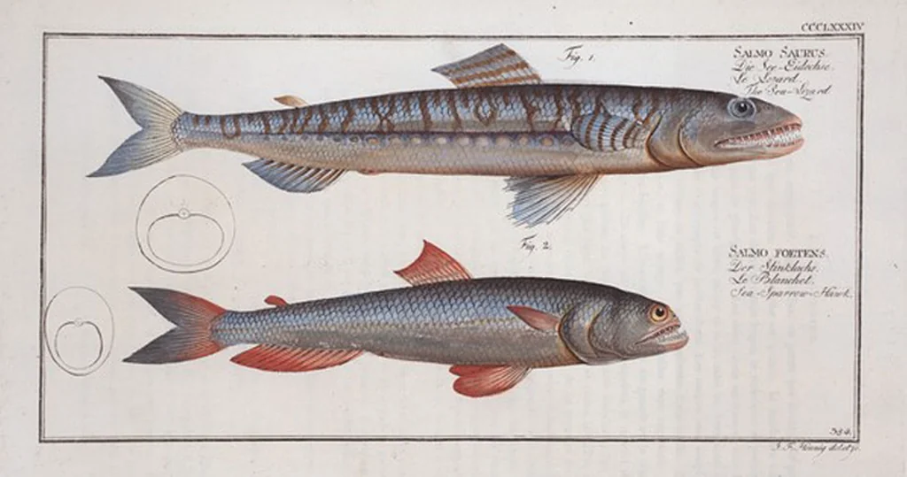 An illustration from Allgemeine Naturgeschichte der Fische. French = Ichtylogie, ou Histoire naturelle : generale et particuliere des poissons, 1785, leaf 406