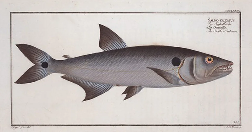 An illustration from Allgemeine Naturgeschichte der Fische. French = Ichtylogie, ou Histoire naturelle : generale et particuliere des poissons, 1785, leaf 407