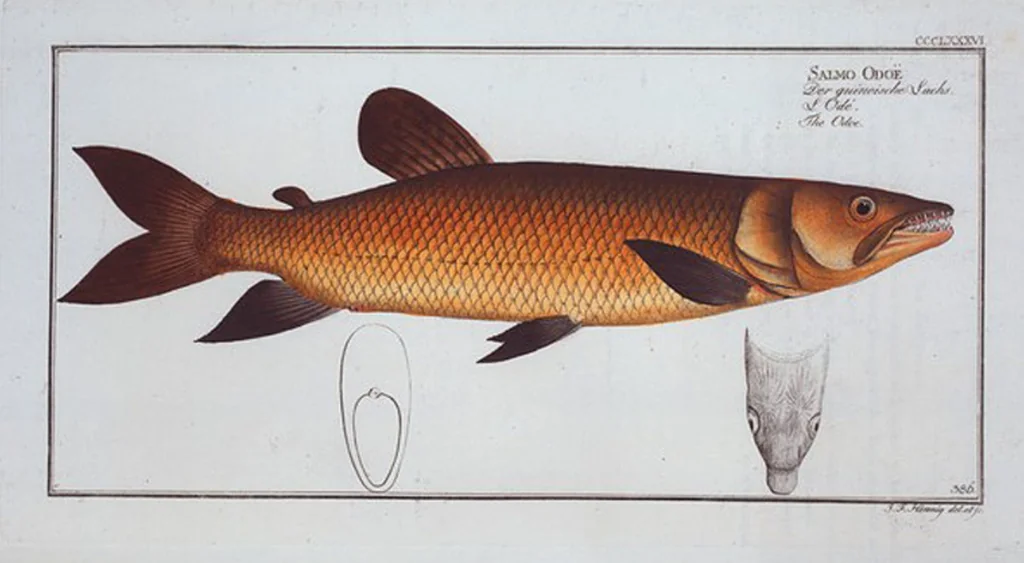 An illustration from Allgemeine Naturgeschichte der Fische. French = Ichtylogie, ou Histoire naturelle : generale et particuliere des poissons, 1785, leaf 408