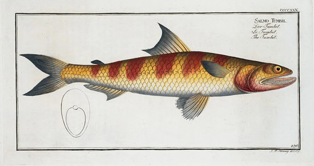 An illustration from Allgemeine Naturgeschichte der Fische. French = Ichtylogie, ou Histoire naturelle : generale et particuliere des poissons, 1785, leaf 409