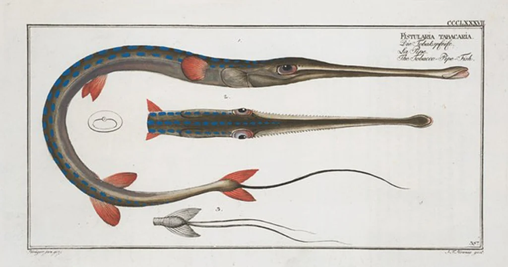 An illustration from Allgemeine Naturgeschichte der Fische. French = Ichtylogie, ou Histoire naturelle : generale et particuliere des poissons, 1785, leaf 410